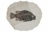 Fossil Fish (Cockerellites) - Green River Formation #211233-1